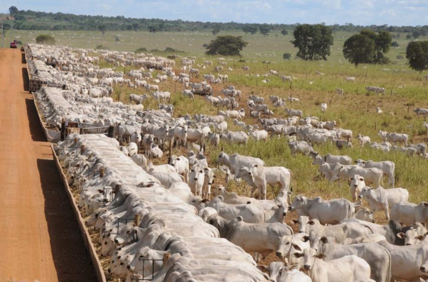  Projeto de SP recebe R$ 20 mi para reduzir gases de efeito estufa em produção bovina
