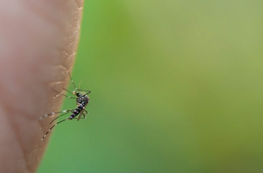  Aedes aegypti: chegada do mosquito a novas regiões e circulação de sorotipos 3 e 4 mantêm cuidado, comunica Butantan